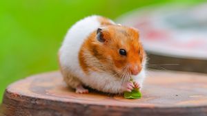 Warga Hong Kong Berbondong-bondong Adopsi Ribuan Hamster di Tengah Perintah Pemusnahan Terkait COVID-19