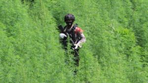 Polisi Temukan Ladang Ganja Lima Hektare di Nagan Raya Aceh