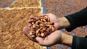 Pacu Daya Saing Industri Pengolahan Kakao, Kemenperin Dukung Peningkatan Kemitraan dan Cokelat Artisan