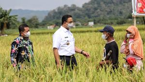  Usai Salat Subuh Bareng Ridwan Kamil, Anies Ikut Panen Padi di Sumedang