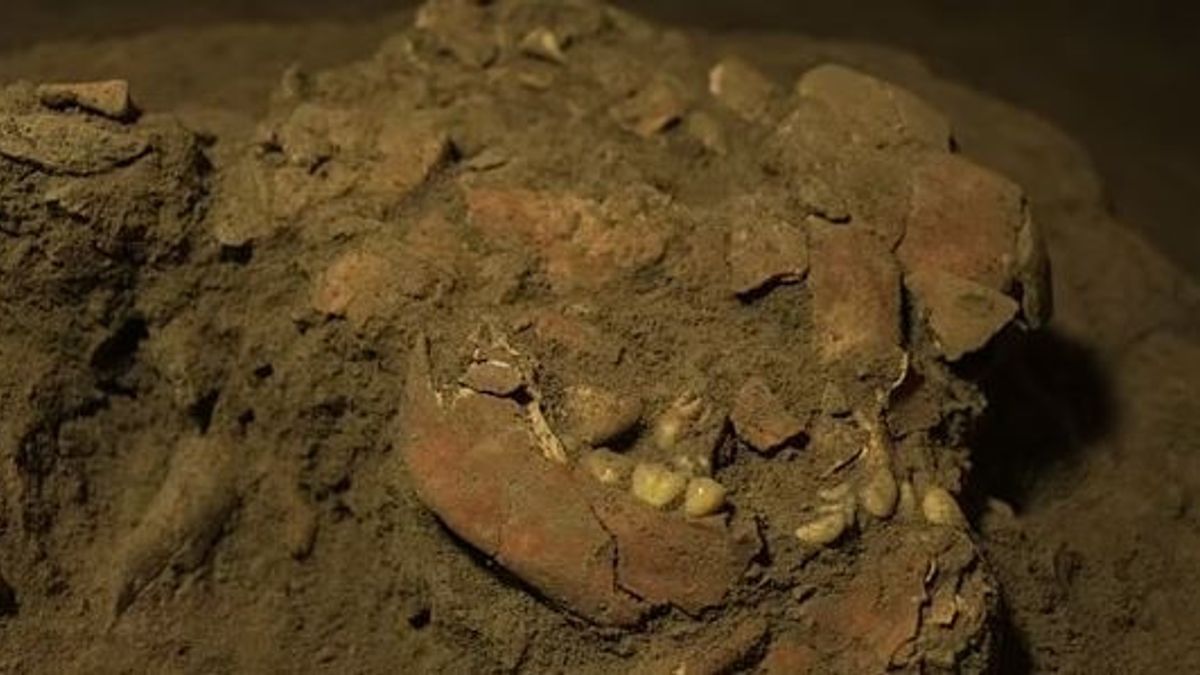 باحثون يكتشفون نوع جديد من الإنسان المبكر من 7200 هيكل عظمي قديم في جنوب سولاويزي