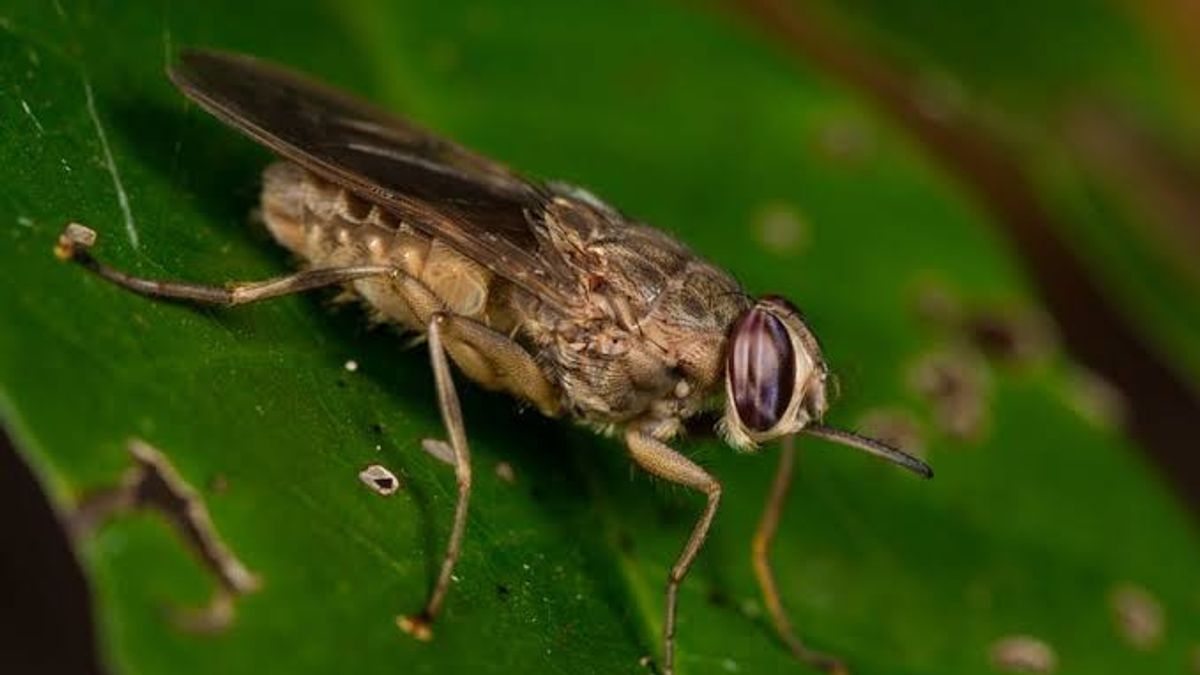 TsIRA, les types de moustiques qui causent la maladie du sommeil