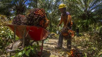 Face à la politique de l’UE, l’Indonésie devrait avoir des données sur les produits de soie et de café pour renforcer la compétitivité