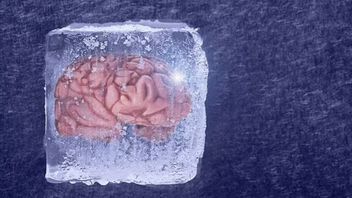 과학자들이 손상 없이 냉동된 뇌 조직을 성공적으로 해동했습니다.