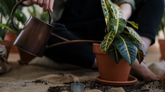 病気の観葉植物を治療するためのトリック