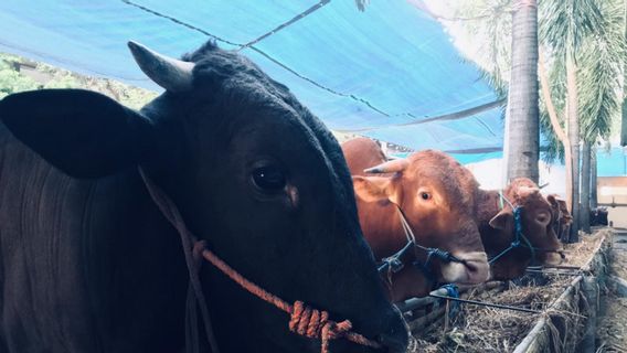 Ingat, Kata MUI Potong Hewan Kurban di RPH atau di Tempat yang Aman dari Kerumunan