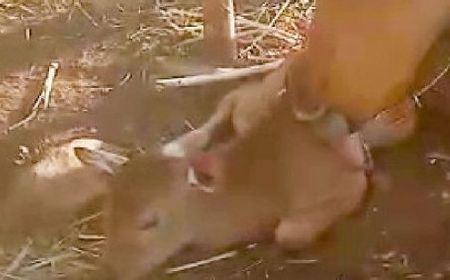 Banteng Jawa Langka Melahirkan Bayi Jantan di Taman Nasional Baluran