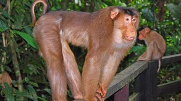 见 STIB， 专业椰子采摘猿创造者学校在帕里亚曼