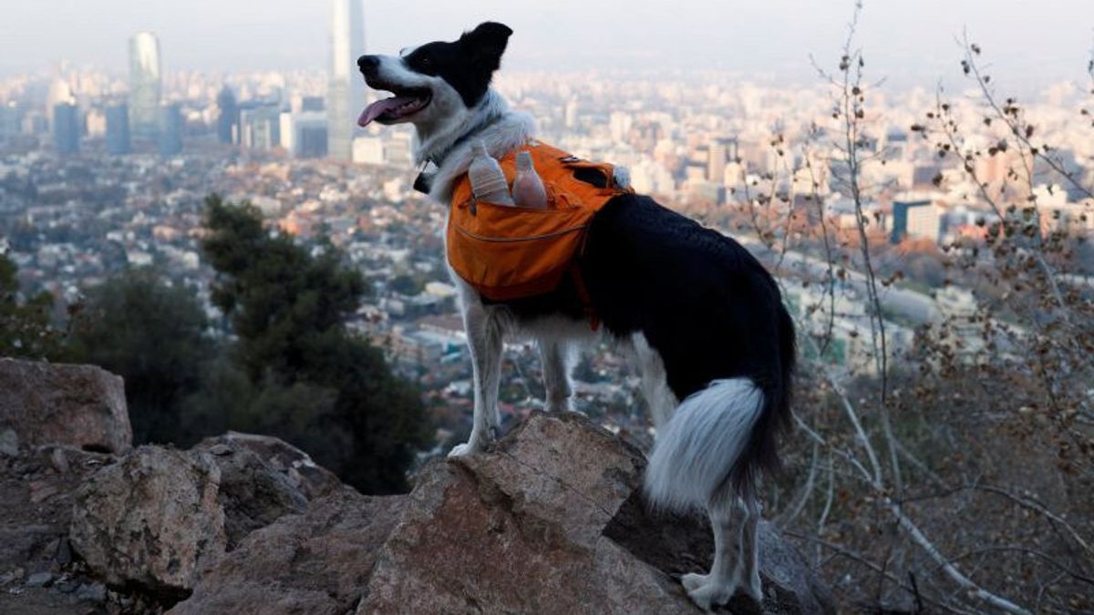 Perkenalkan Sam, Anjing Pahlawan Super Pembasmi Sampah di Chili