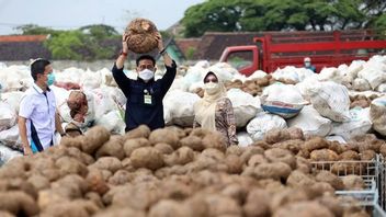 コフィファはポラン種子商品のチーク輸出で農家を禁止し、今では珍しく始まっている