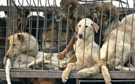 Daging Anjing Tidak Masuk dalam Komoditas Diperjualbelikan, Perumda Bakal Evaluasi Operasional Pasar