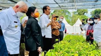Wait For 15 Million New Seeds, Jokowi Will Expand Nurseries On Kalimantan Island