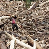Tim Gabungan Investigasi Kayu Gelondongan Banjir Sumatera, Menhut: Bila Ditemukan Unsur Pidana Dihukum Tegas