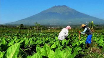 Elected 2024 Presidential Candidates Are Expected To Provide Protection To Tobacco Farmers