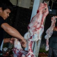 Ini Kiat Mencegah Infeksi bagi Pemotong Hewan Kurban