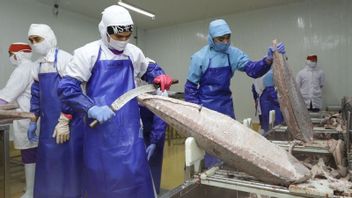 PT Perindo Absorbs 5.570 Tons Of Fish In The First Half Of 2022