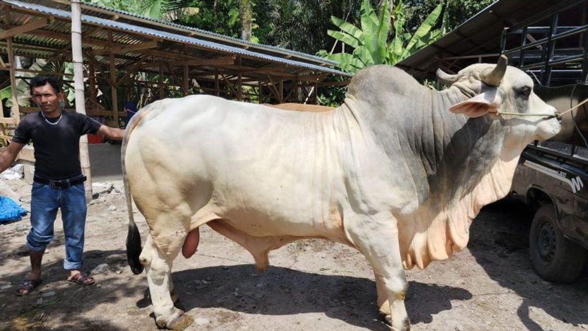 西苏门答腊将总统的献祭奶牛分发给受灾地区