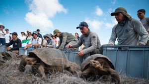 Kura-kura Raksasa Kembali ke Kepulauan Galápagos Setelah Hampir 150 tahun