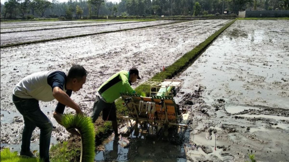 农业部在三个地区使用高科技水稻种植重点