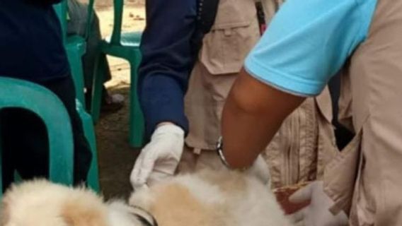 Demi Cegah Rabies, Bangka Selatan Galakkan Pemberian Vaksin