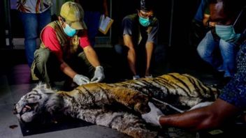 Résultats De La Nécropsie Bbksda Riau, Le Tigre De Sumatra Est Mort De Dépression, De Déshydratation Et D’infection De La Jambe Gauche