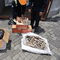 Bea Cukai Tanjung Priok Gagalkan Ekspor Ilegal 3 Ton Sisik Trenggiling Senilai Rp183 Miliar