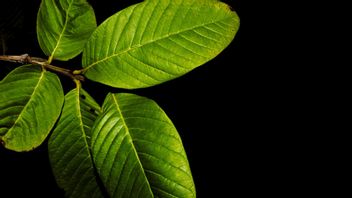 Mengenal Daun Kratom, Tanaman Herbal Beragam Khasiat yang Bisa Memabukkan