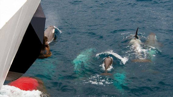 プラダ、オオカミイルカ、イルカがサーモンを狩るのを一緒に見ました