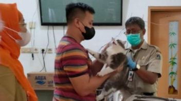 病気の伝染を防ぐ、ポンドックケラパ、東ジャカルタで犬や猫の数十は、抗狂犬病の注射を受ける
