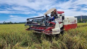in a distribué 13 000 tonnes de riz spHP dans six provinces de Papouasie