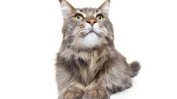 7 نصائح لرعاية القطط ذات الشعر الطويل ، حتى لا تسقط أو تتعفن