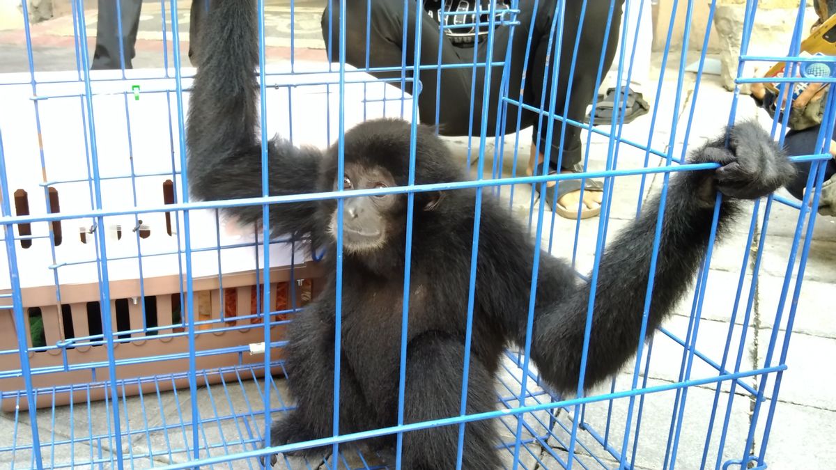 Siamang Mimi's Baby Who Was Cared For By The Badung Regent, Bali, Was Taken To The West Sumatra Rehabilitation Center