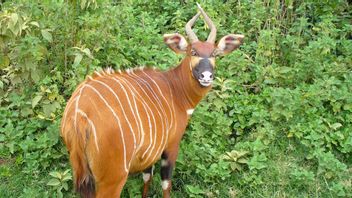 ケニアの絶滅危惧種、固有の、象徴的な動物は、その種の生存のための新しい希望を持っています