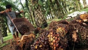 Palm Oil Price Drops, Astra Agro Lestari's Net Profit Drops 38.8 Percent In 2023