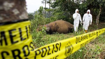 BKSDA envoie des échantillons d’essais de laboratoire liés à la mort d’éléphants à Aceh