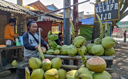 Bisa Jadi Obat, Pesanan Kelapa Hijau di Cianjur  Meningkat Tajam