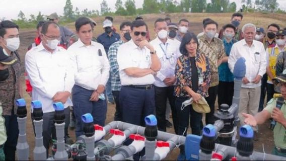 Kawasan Food Estate di Humbahas Dapat Dukungan dari Luhut, Tanda Apa?