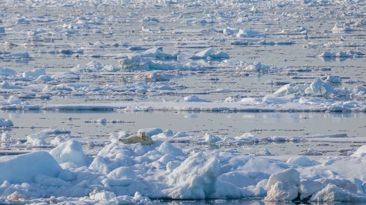Isolated, Polar Bears In Greenland Able To Adapt To Climate Change