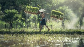 Le Gouvernement Prépare 61 000 Ha De Terres Dans Le Nord De Sumatra Pour Devenir Une Zone De Domaine Alimentaire