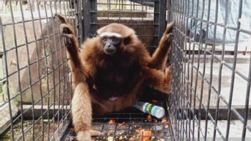 Having Been Kept At Home, Riau Residents Hand Over The Ungko Gibbon To BKSDA