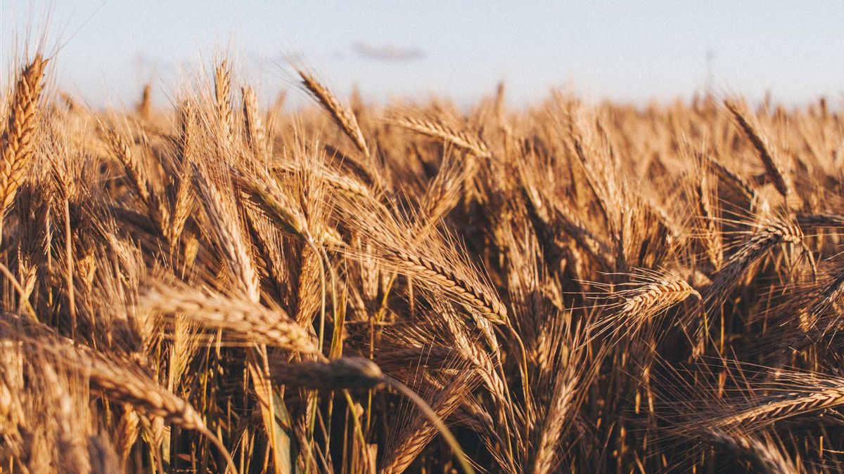ジャカルタがウクライナとロシアの戦争のために小麦の輸入が困難な場合、DPRDはアニイスに直ちに解決策を見つける