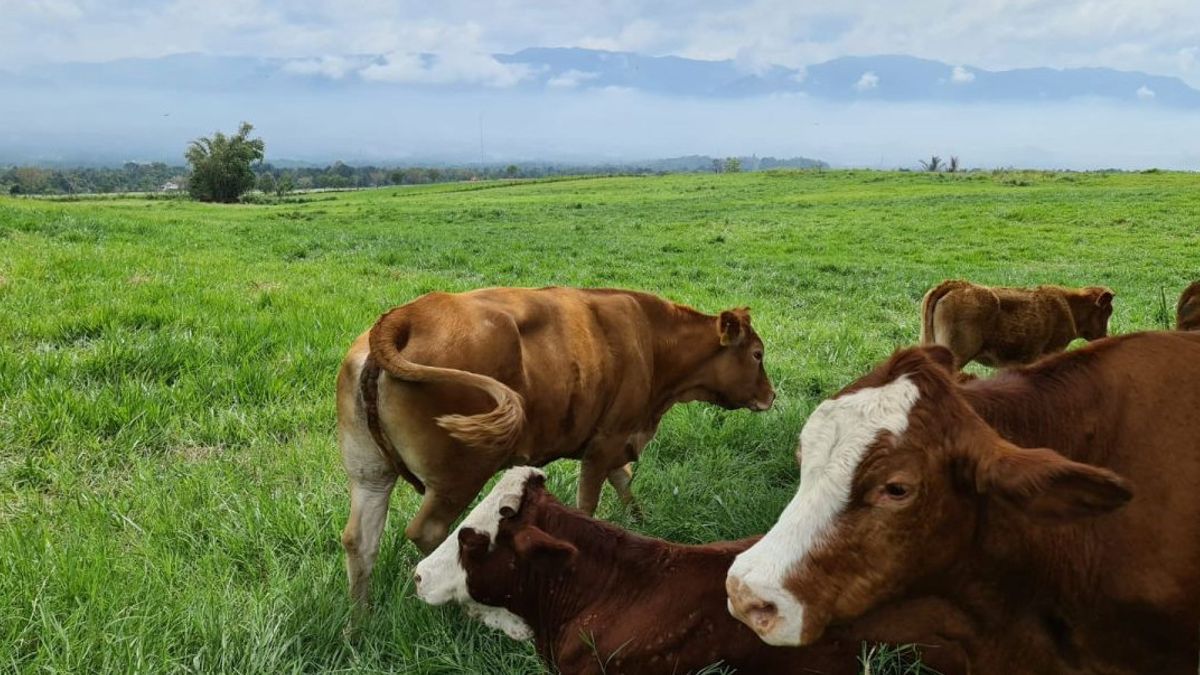 Le ministère des Affaires étrangères prévoit une superficie de 1,5 million d'hectares pour les investisseurs en vaches