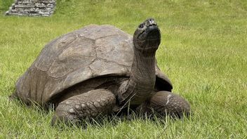 L’animal terrestre le plus vieux au monde, la tortue de Jonathan, son 19e anniversaire, malheureusement perdue et catarac