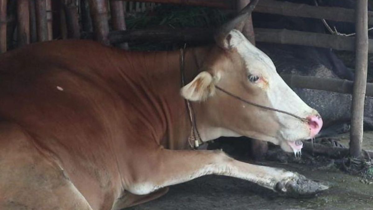 Bad News! Hundreds Of Cows In Central Lombok Are Positive For PMK, Cases Have Expanded In 2 Districts