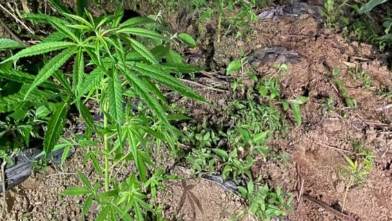 警方在Rejang Lebong咖啡种植园发现数百株大麻植物茎