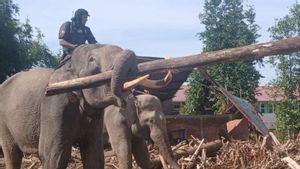 BKSDA Aceh Kerahkan Empat Gajah Bersihkan Puing Kayu Usai Banjir