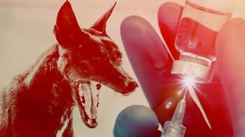 3 Warga Jambi Lakukan Vaksinasi Rabies Setelah Digigit Anjing Liar