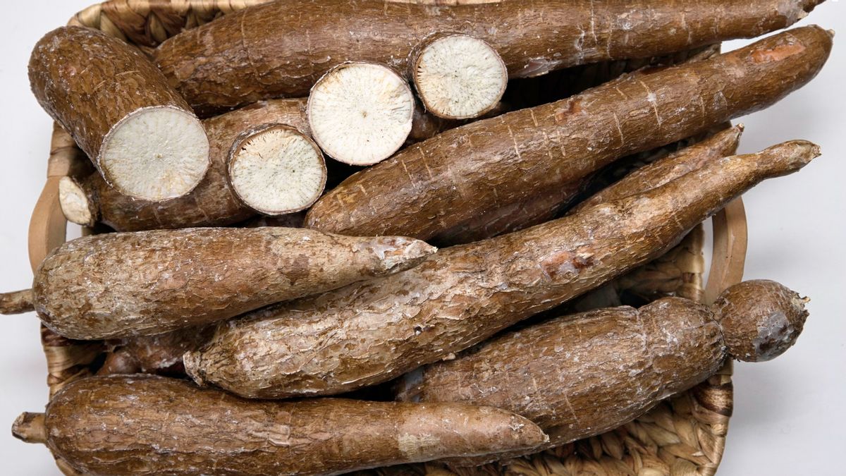 Researchers Reveal Cassava In Indonesia Turns Out To Be Brought From Peru In 1850