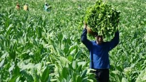 Pemerintah Diminta Lindungi Petani Tembakau dan Tolak Regulasi Intervensi Asing 