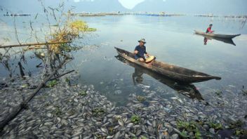Death Of 1,705 Tons Of Fish In Lake Maninjau, Agam, West Sumatra Causes Air Pollution